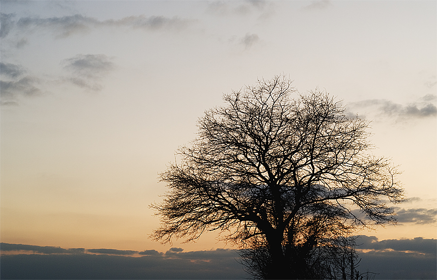 A chaque arbre, sa feuille ?